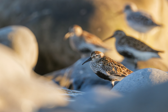 Ein kleine Gruppe (vier Vögel) Alpenstrandläufer am Abend an einem Strand mit großen Steinen im Sonnenuntergangslicht. Die Farbstimmung ist eine Mischung aus warmen besonnten Stellen und kühlen schattigen Stellen. Bis auf den vordersten Alpenstrandläufer verschwindet der Rest in der Unschärfe.