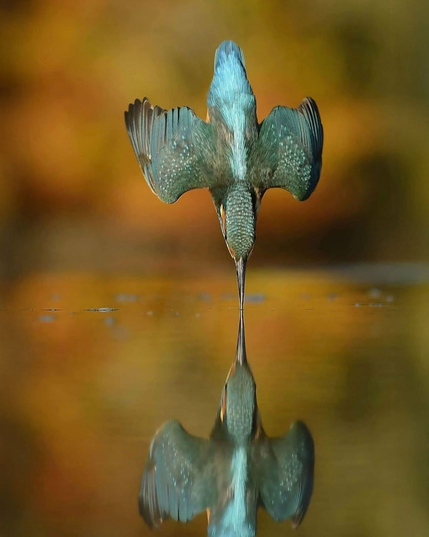 The image captures a bird in mid-flight, likely a kingfisher, with its wings spread wide. The bird's vibrant blue and green feathers are prominently displayed. The background is a blurred natural setting, possibly a river or pond, with a reflection of the bird visible in the water below. The bird appears to be diving, possibly to catch prey. The overall composition highlights the bird's grace and the serene natural environment.
