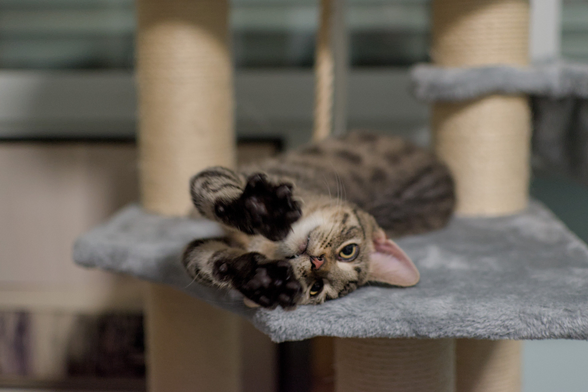 A photo of Mini, a young tabby cat, lying on his side on a scratching post, front legs stretched towards the camera.
Overall, this photo gives a bit of a pleading vibe, with the paws reaching for the camera (toe beans on full display), and the eyes looking straight at it as well. The camera focus is (mostly) on his face, so the front paws are a bit blurred, bit still distinguishable.
While he is lying on his side, his head is rotated a bit further, about another 30 degrees towards fully upside down, so one of his ears is folded away and almost invisible (a tiny bit of it can be seen below his right paw). His eyes are only halfway open, and while his mouth is closed, the tips of his upper canines are still visible, which looks somewhat cute.

Additional info: It turned out, he wanted to do biscuits. When I came closer, he started making biscuits, and purred all the while. Of course I pet him.

If your screen reader is having trouble with the toots text (not sure if that comes through), it is an abbreviated from of "Come here, let me hug you". Have a wonderful day.