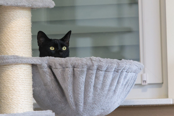 A photo of a fluffy cat bowl on a scratching post, currently occupied by Neo, a black cat, but only his head is just visible peeking over the edge, looking off to somewhere to the camera right, curiously.
