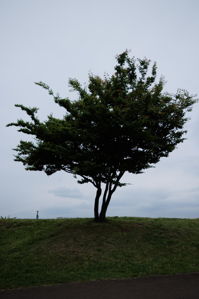 A solitary tree with a bushy canopy stands atop a grassy hill under a cloudy sky, creating a serene outdoor scene.