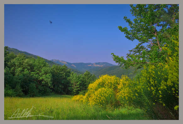 A grassy field in the foreground with clouds of yellow flowered broom against a background of wooded hills under a clear blue sky.