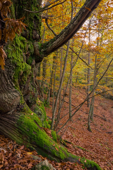 Fotografia de un árbol centenario que se ve parcialmente el tronco una rama y la raiz en el lado izquierdo del cuadro, a la derecha se aprecia el suelo cubierto de hojas otoñales y árboles mas jovenes perdiendose en ladera del bosque.