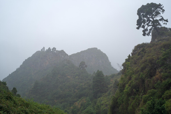 Fotografía en la q se ven varios montes cubiertos de vegetación boscosa desapareciendo entre la niebla, un dia lluvioso en la isla de La Palma 