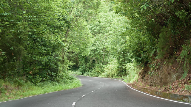 Fotografía de una carretera sinuosa que se pierde entre el follaje de un bosque de laurisilva 