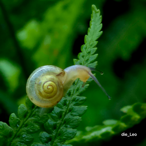 Baby Schnecke am Morgen 1 - baby snail in the morning 1