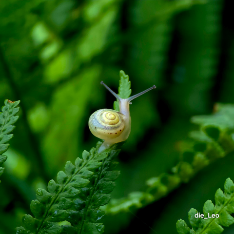 Baby Schnecke am Morgen 2 - baby snail in the morning 2