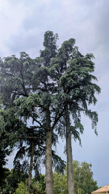 Cèdre du liban dans mon jardin, ciel tout gris, l'orage va arriver.