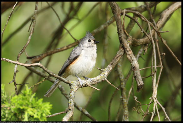 A Tufted Titmouse (Baeolophus bicolor) was standing on a dead oak twig in Norman, Oklahoma, United States on May 15, 2025.