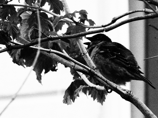 A black and white photo of singing sparrow sitting on the branch with the opened beak.