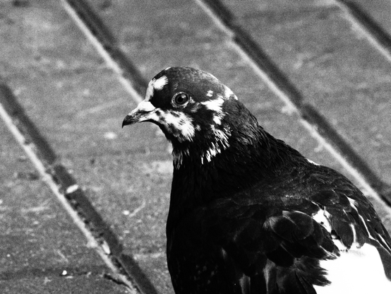 The black and white photo of the dove, standing on the paving stones and looking right to the camera. The feathers of the dove have the mixed white-grey colors.