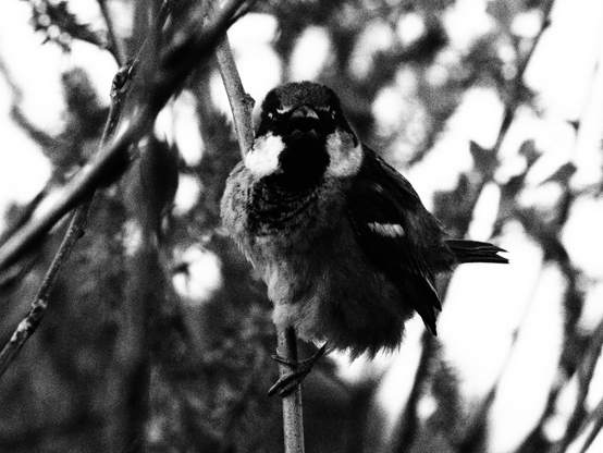 The black and white photo of a sparrow clinging on the vertical branch and looking right to the camera with an opened beak.