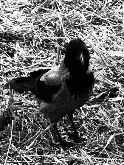 The black and white photo of the crow looking to the camera while standing on the dried glass.