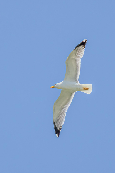 Möwe
