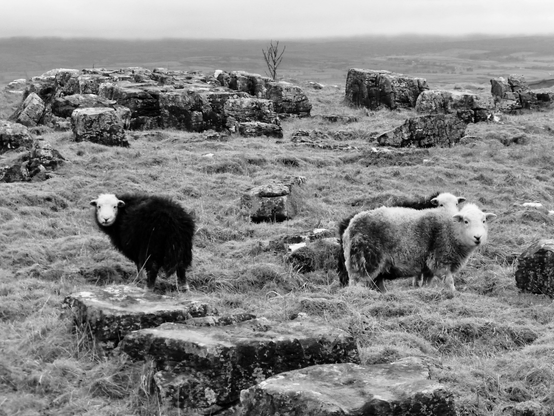 sheep on rough ground, limestone pavement in black and white