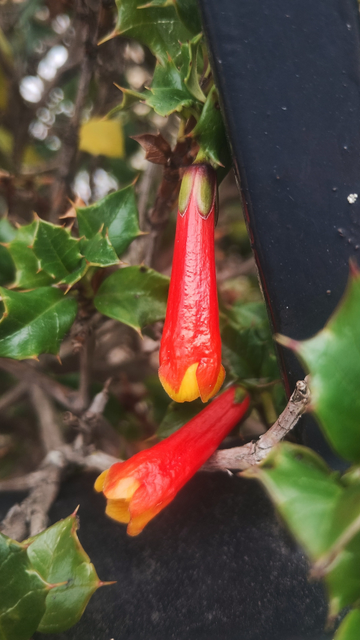 Long, thin red flowers, not yet opened up, hanging from a bush