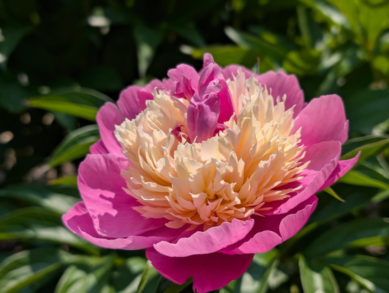 A vibrant close-up of a blooming peony flower with bright pink outer petals and a full, ruffled center of soft cream and pale yellow petals, set against a lush green background of foliage in sunlight.