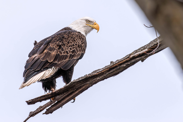 Image of an American bald eagle perched on a slanted, broken tree branch with an out of focus tree in the foreground and grey sky in the background. Bald eagles have brown body feathers, white tail and head feathers, bright yellow/gold eyes, orange-yellow beaks and legs, and long, sharp black talons.