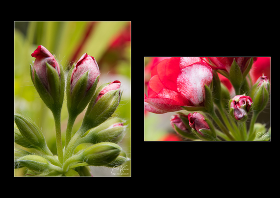 diptyque sur fond noir de photographie, en couleur, en macro, du même sujet : des boutons en cours d'éclosion de fleurs de géranium. 
Sur la première photo en format vertical, on ne voit pratiquement que 8 boutons, qui ensemble ne formeront qu'une "fleur", dont trois, à peine entrouverts, laissent apparaître les pétales plus blancs que rouges pour le moment.
Sur la seconde photo, en format horizontal, on voit également des boutons, à peine entrouverts, mais aussi d'autres plus épanouis mais avec encore des taches blanches.