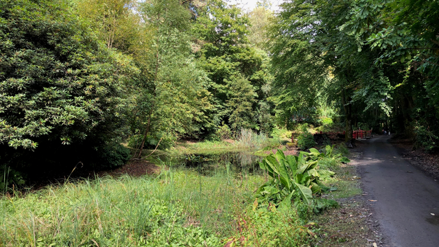 This picture depicts a serene, lush green landscape featuring a narrow paved path running alongside a small pond surrounded by dense vegetation. The path curves gently to the right and disappears into the distance, partially shaded by tall trees with dense foliage. The pond reflects some of the greenery around it and has tall grasses growing along its edges. On the right side of the image, further down the path, there is a small red bridge or structure partially visible through the trees, adding a vibrant contrast to the natural greens and browns of the scene. The area appears peaceful, with dappled sunlight filtering through the canopy, creating a calm and inviting atmosphere.