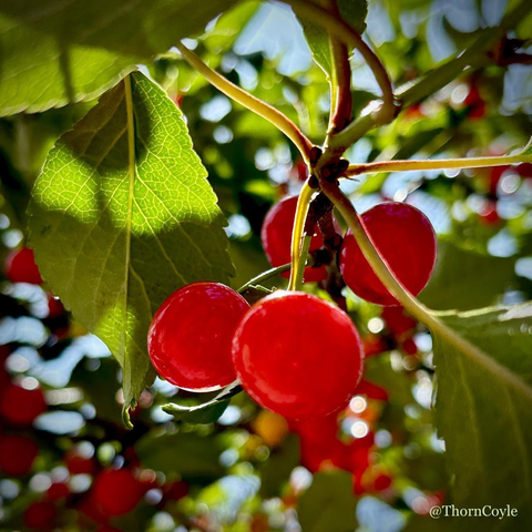 Ripe sour cherries hang like jewels among green leaves