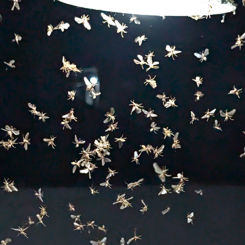 A swarm of flying insects caught in mid-flight under a bright light. There bodies are highlighted against a dark background, wings and legs outstretched. No two have the same position and some are even upside down.