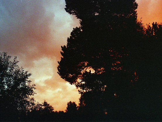 Sunset silhouette of tall trees against a dramatic sky, transitioning from fiery orange to soft gray.