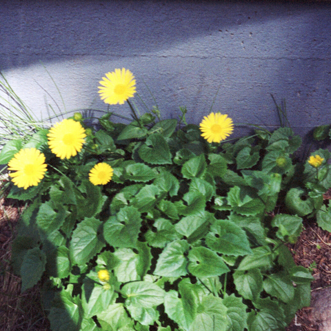 Cluster of vibrant yellow daisies surrounded by lush green leaves, on the side of a building.