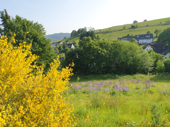 Im Vordergrund links blüht leuchtend gelb ein Ginsterstrauch. Auf der Wiese dahinter blühen viele lila Lupinen. Ein Hang mit einzelnen Häusern, Bäumen und Wiese bildet den Hintergrund. Die Sonne scheint.