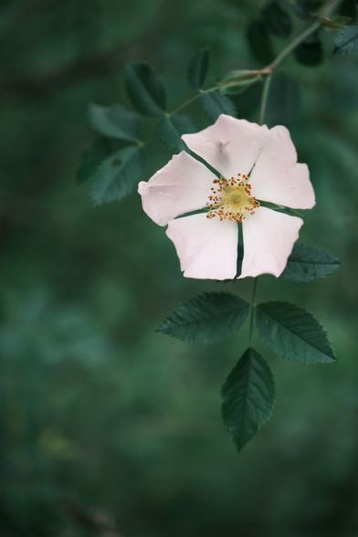 A close up of a wild rose flower. The flower has five large petals, pale pink, and a cluster of yellow stamens in the centre. The petals clearly stand out from the darker green background, blurred by the wide open lens.