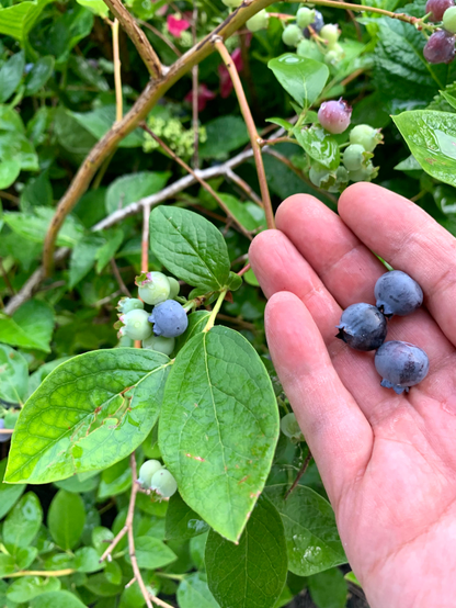 A few blueberries on a palm with a blueberry bush in the background.