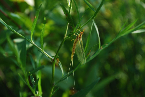 a detailed closeup of a mayfly