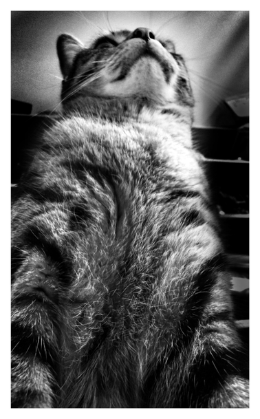 A monochrome low-angle view of the best and handsomest gray tabby cat, sitting up in an alert, feisty mood. He towers over the camera like a kaiju, torso puffed up, nose held high as he stares intently into the distance. His head appears haloed in light, and behind him is a bookshelf in shadow.