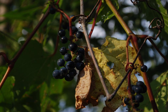 Ripe wild grapes with twisty, curling vines