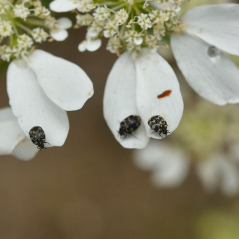 白い花のオルレアにたくさんいるヒメマルカツオブシムシ