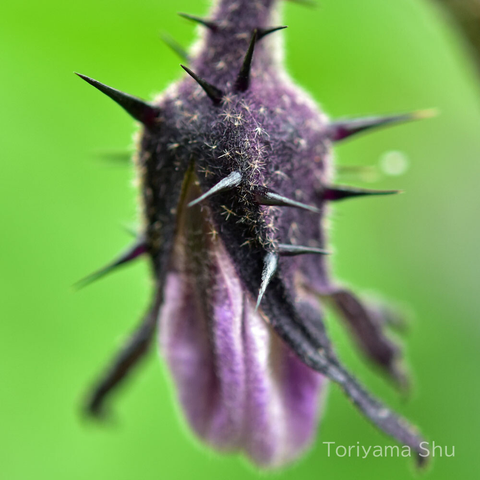 ナスの花のトゲのクローズアップ