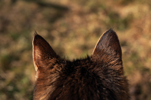 Closeup of the back of a tabby cat's head, with blurry grass background.