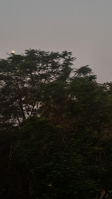 Just before the dawn today, moon was shining in all her glory.