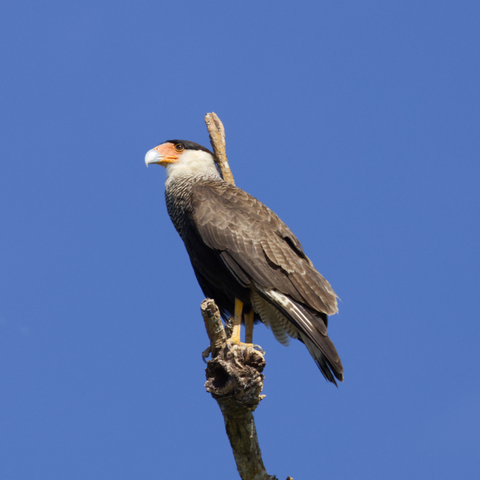 Ein Schopfkarakara (Caracara plancus) steht auf einem toten Ast. Der Betrachter sieht ihn im Profil und leicht von unten. Im Hintergrund nur blauer Himmel.
Der Schopfkarakara wird 54 bis 66 cm lang und erreicht eine Flügelspannweite von 108 bis 144 cm. Die Schwanzlänge beträgt 23 bis 28 cm.
Der Vogel ist größtenteils dunkelbraun gefärbt, mit schwarzem Scheitel, weißem Kopf und nacktem rotem Gesicht. Brust, Hals und der lange Schwanz sind schwarz und weiß gebändert. Der Schwanz endet in einem breiten schwarzen Band. Die Oberseiten der Flügel sind dunkelbraun. Der Schnabel ist blaugrau, die Iris braun, Beine und Füße sind gelb.