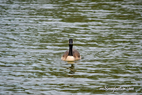 Sepulveda Basin Nature Preserve photography nature animal