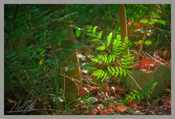 a fern leaf rises up from the lower right corner of the image, illuminated brightly by the morning sun against a dark background of the woodland floor