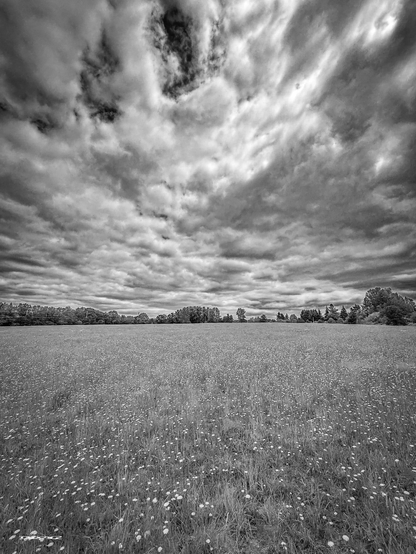 A vast, grassy field filled with wildflowers stretches beneath a dramatic, cloudy sky.