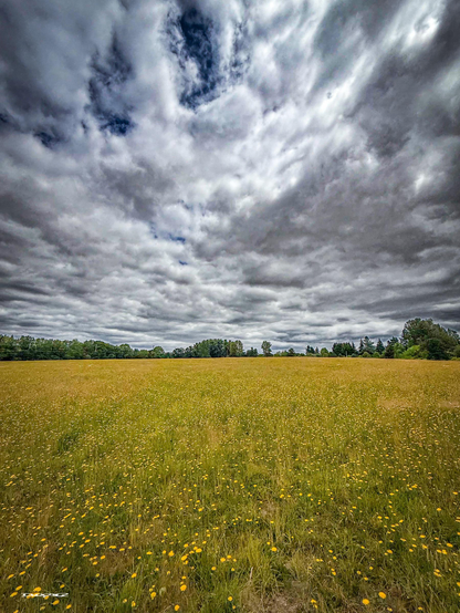 A field of wildflowers under a cloudy sky stretches into the distance.