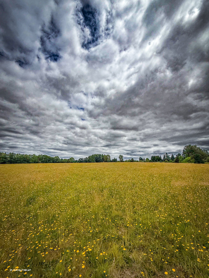 A field of wildflowers under a cloudy sky stretches into the distance.