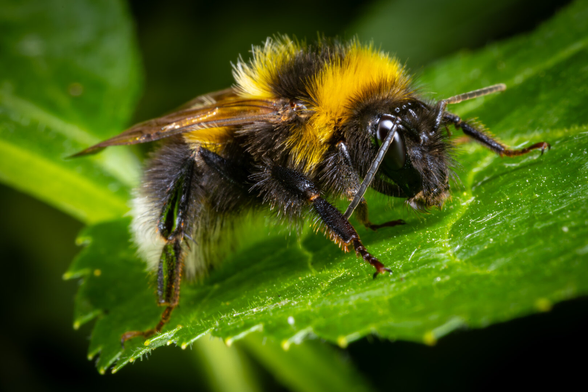 A Bumblebee on a leaf.