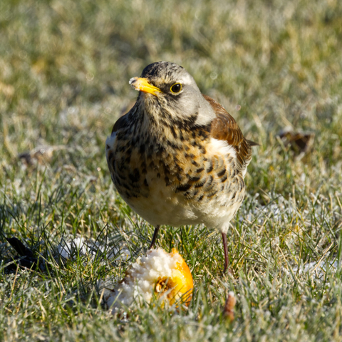 Eine reifüberzogene Rasenfläche. Eine Wacholderdrossel (Turdus pilaris) steht vor einem herabgefallenen Apfel, der leicht gefroren ist.
Der obere Rücken, die Schulterfedern und die Oberflügeldecken des Vogels sind rötlich braun; Kopf, hinterer und seitlicher Hals sowie hinterer und unterer Rücken sind hellgrau. Der Kopf zeigt einen deutlichen weißlichen Überaugenstreif. Kehle, Vorderhals und obere Brust sind auf ockergelbem Grund schwärzlich gestrichelt, die Flanken zeigen auf meist etwas blasser rötlich beigem Grund dunkle, pfeilspitzenähnliche Flecken. Die übrige Unterseite des Rumpfes, die Unterschwanzdecken sowie die Unterflügeldecken sind weiß. Die Schwingen sind dunkel graubraun und schmal hell gerandet. Der Schwanz ist schwarzgrau.