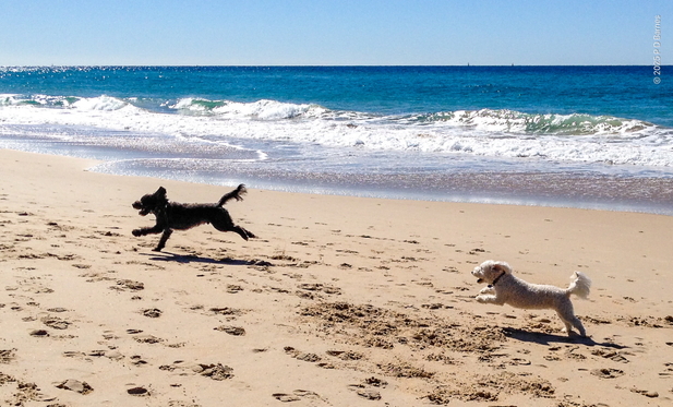 Two dogs bounding joyfully along a golden beach. Behind them the sea is two shades of brilliant blue, with small, gentle breakers.