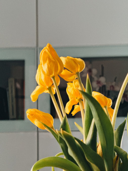 Fotografía en color de un ramo de tulipanes amarillos parcialmente marchitos, en un entorno interior. Los tonos predominantes son el amarillo de los pétalos y el verde de las hojas, con un fondo neutro grisáceo y desenfocado.

Color photograph of a bouquet of partially wilted yellow tulips in an indoor setting. The predominant tones are the yellow of the petals and the green of the leaves, with a neutral grayish, blurred background.