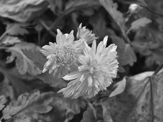Flowers, closeup, black and white, photo