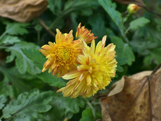 Flowers, closeup, color, photo